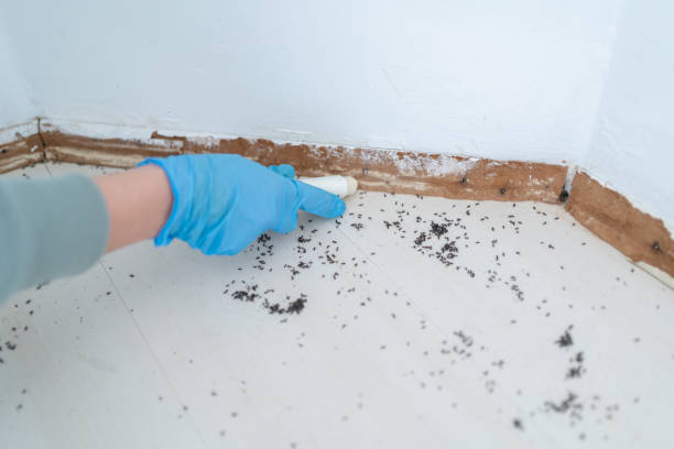 Best Commercial Pest Control Services  in Hancock, MD
